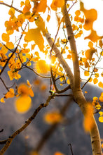Load image into Gallery viewer, Quaking Aspen | Seed Grow Kit | The Jonsteen Company