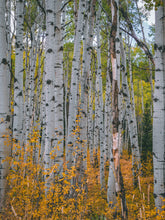 Load image into Gallery viewer, Quaking Aspen | Seed Grow Kit | The Jonsteen Company