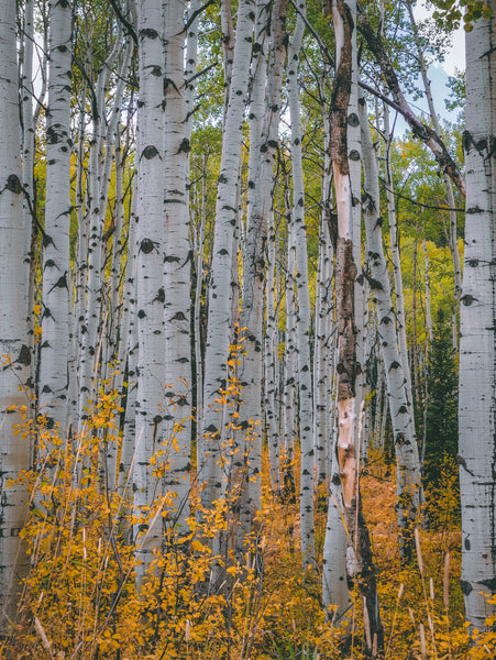 Quaking Aspen | Seed Grow Kit | The Jonsteen Company