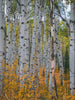 Quaking Aspen | Seed Grow Kit | The Jonsteen Company