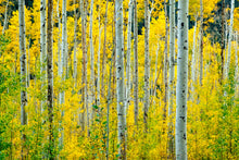 Load image into Gallery viewer, Quaking Aspen | Seed Grow Kit | The Jonsteen Company