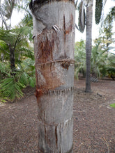 Load image into Gallery viewer, Queen Palm | Medium Tree Seedling | The Jonsteen Company