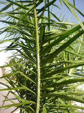 Load image into Gallery viewer, Queen Palm | Medium Tree Seedling | The Jonsteen Company