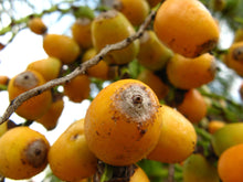Load image into Gallery viewer, Queen Palm | Medium Tree Seedling | The Jonsteen Company