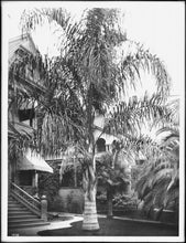 Load image into Gallery viewer, Queen Palm | Medium Tree Seedling | The Jonsteen Company