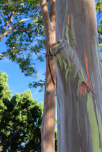 Load image into Gallery viewer, Rainbow Eucalyptus | Mini-Grow Kit | The Jonsteen Company