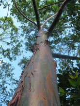 Load image into Gallery viewer, Rainbow Eucalyptus | Mini-Grow Kit | The Jonsteen Company