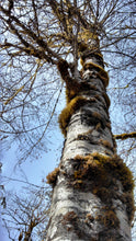 Load image into Gallery viewer, Red Alder | Small Tree Seedling | The Jonsteen Company