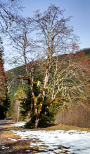 Load image into Gallery viewer, Red Alder | Small Tree Seedling | The Jonsteen Company