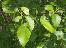 Load image into Gallery viewer, Red Alder | Small Tree Seedling | The Jonsteen Company