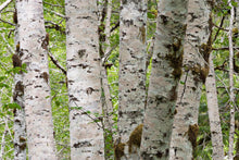 Load image into Gallery viewer, Red Alder | Small Tree Seedling | The Jonsteen Company