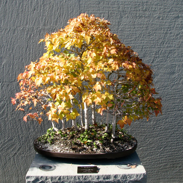 Bonsai Tree | Red Maple | The Jonsteen Company