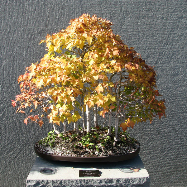 Canada Red Maple | Seed Grow Kit | The Jonsteen Company