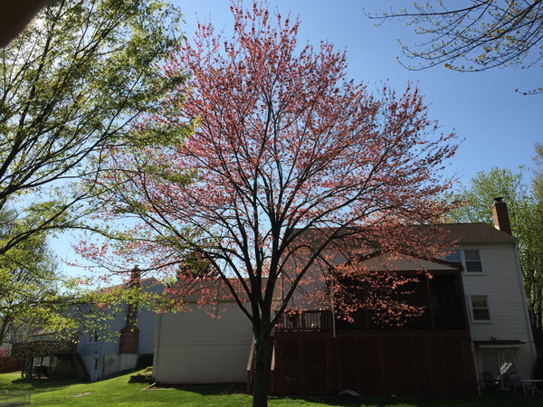 Canada Red Maple | Seed Grow Kit | The Jonsteen Company