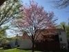 Canada Red Maple | Seed Grow Kit | The Jonsteen Company