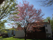 Load image into Gallery viewer, Red Maple | Medium Tree Seedling | The Jonsteen Company