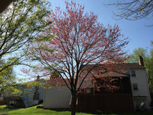 Load image into Gallery viewer, Red Maple | Small Tree Seedling | The Jonsteen Company