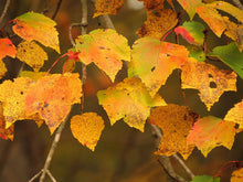 Load image into Gallery viewer, Red Maple | Small Tree Seedling | The Jonsteen Company
