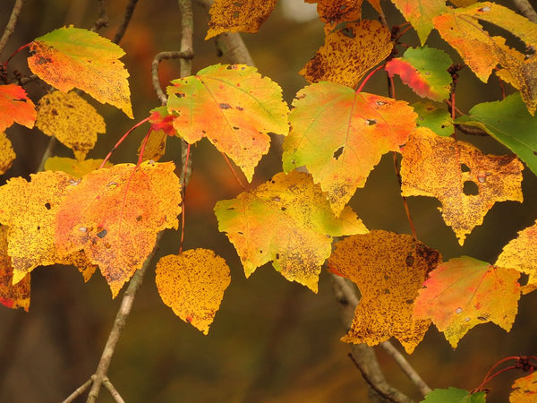 Canada Red Maple | Seed Grow Kit | The Jonsteen Company