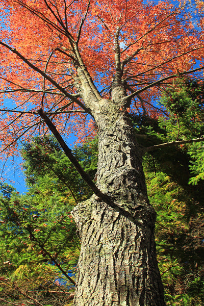 Red Maple | Seed Grow Kit | The Jonsteen Company
