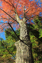 Load image into Gallery viewer, Red Maple | Small Tree Seedling | The Jonsteen Company