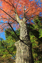 Load image into Gallery viewer, Red Maple | Lot of 30 Tree Seedlings | The Jonsteen Company