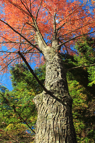 Canada Red Maple | Seed Grow Kit | The Jonsteen Company