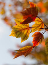 Load image into Gallery viewer, Red Maple | Lot of 30 Tree Seedlings | The Jonsteen Company