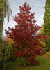 Arbor Day | Red Maple | The Jonsteen Company