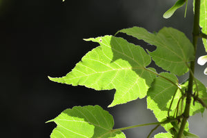 Red Snakebark Maple | Medium Tree Seedling | The Jonsteen Company