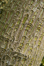 Load image into Gallery viewer, Red Snakebark Maple | Lot of 30 Tree Seedlings | The Jonsteen Company