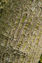 Load image into Gallery viewer, Red Snakebark Maple | Medium Tree Seedling | The Jonsteen Company