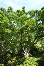 Load image into Gallery viewer, Red Snakebark Maple | Lot of 30 Tree Seedlings | The Jonsteen Company
