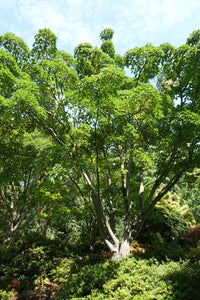 Red Snakebark Maple | Medium Tree Seedling | The Jonsteen Company