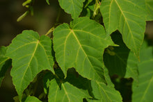 Load image into Gallery viewer, Red Snakebark Maple | Lot of 30 Tree Seedlings | The Jonsteen Company