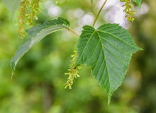 Load image into Gallery viewer, Red Snakebark Maple | Lot of 30 Tree Seedlings | The Jonsteen Company