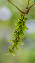 Load image into Gallery viewer, Red Snakebark Maple | The Jonsteen Company