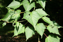 Load image into Gallery viewer, Red Snakebark Maple | Lot of 30 Tree Seedlings | The Jonsteen Company