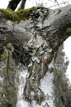 Load image into Gallery viewer, River Birch | Medium Tree Seedling | The Jonsteen Company