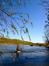Load image into Gallery viewer, River Birch | Small Tree Seedling | The Jonsteen Company