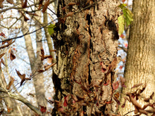 Load image into Gallery viewer, River Birch | Medium Tree Seedling | The Jonsteen Company