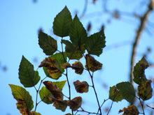 Load image into Gallery viewer, River Birch | Medium Tree Seedling | The Jonsteen Company