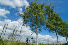 Load image into Gallery viewer, River Birch | Medium Tree Seedling | The Jonsteen Company