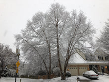 Load image into Gallery viewer, River Birch | Small Tree Seedling | The Jonsteen Company