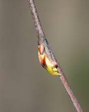 Load image into Gallery viewer, River Birch | Medium Tree Seedling | The Jonsteen Company