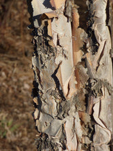 Load image into Gallery viewer, River Birch | Medium Tree Seedling | The Jonsteen Company