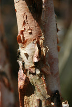 Load image into Gallery viewer, River Birch | Medium Tree Seedling | The Jonsteen Company