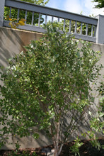 Load image into Gallery viewer, River Birch | Medium Tree Seedling | The Jonsteen Company