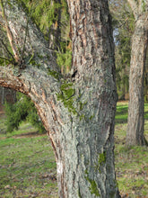 Load image into Gallery viewer, River Birch | Medium Tree Seedling | The Jonsteen Company