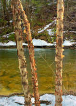 Load image into Gallery viewer, River Birch | Medium Tree Seedling | The Jonsteen Company